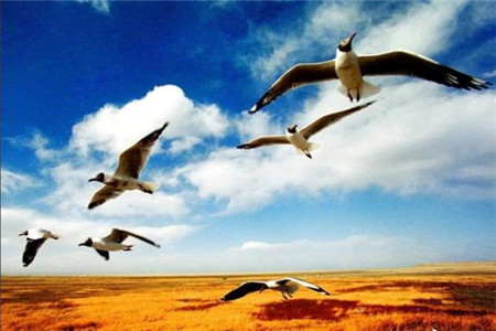 廣東自學(xué)考試中文專業(yè)考生備考技巧