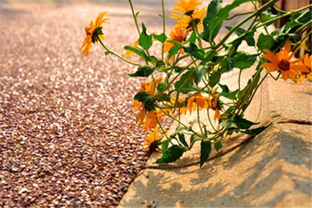 廣東省能專升本的學(xué)校有哪些？