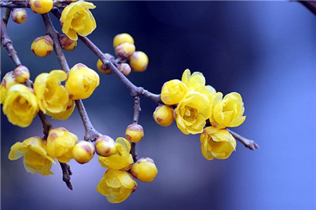 廣東自考?？坪捅究频膮^(qū)別是什么?